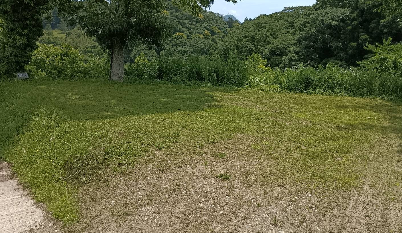 どんぐり