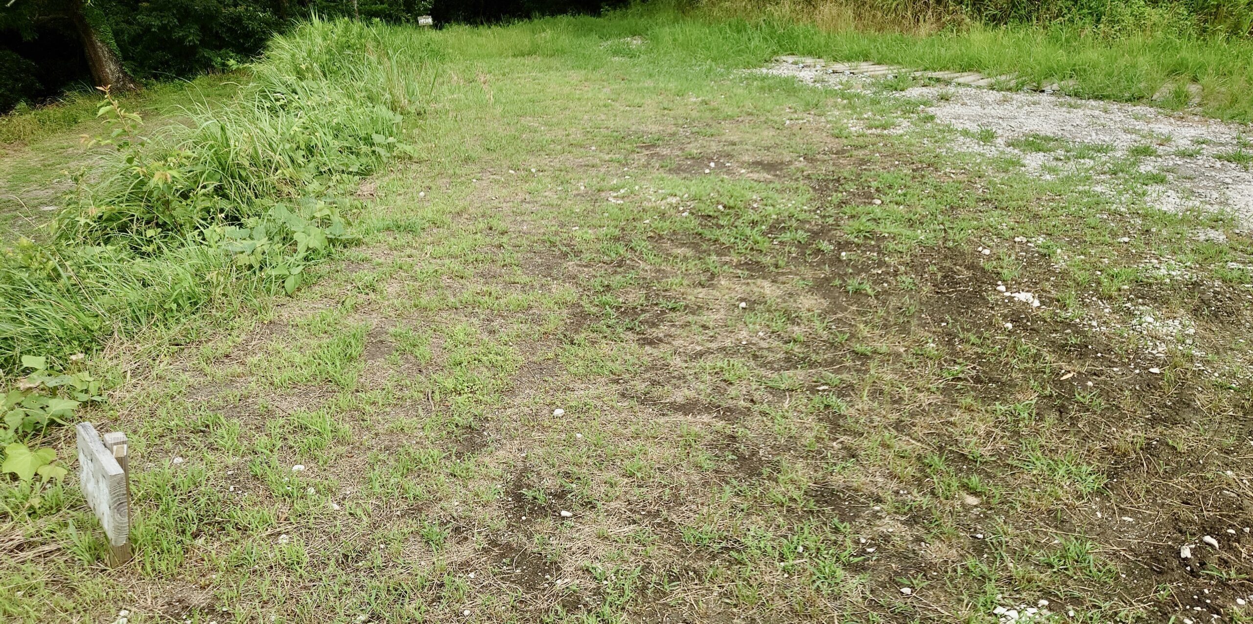 タラの芽