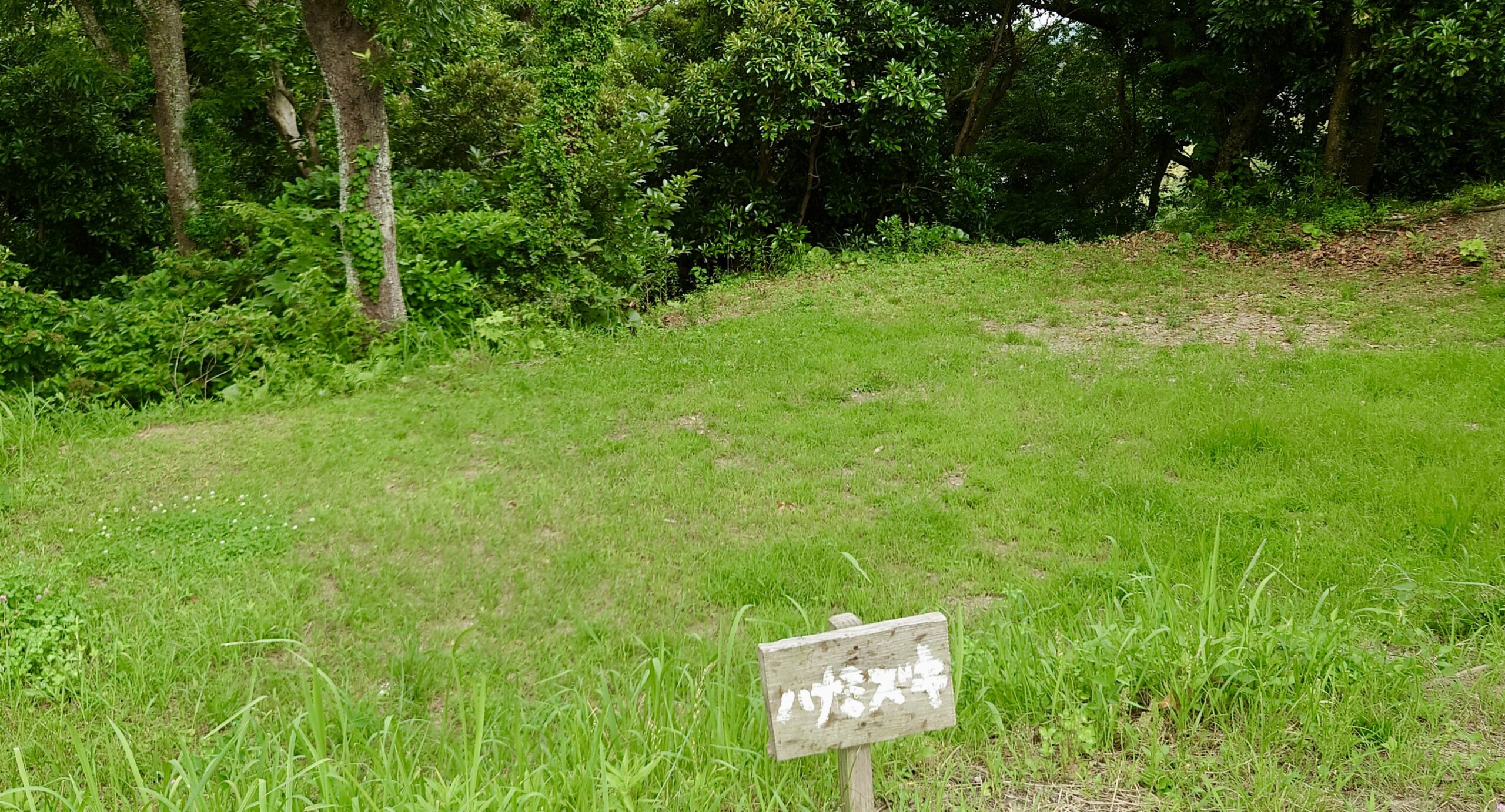 ハナミズキ