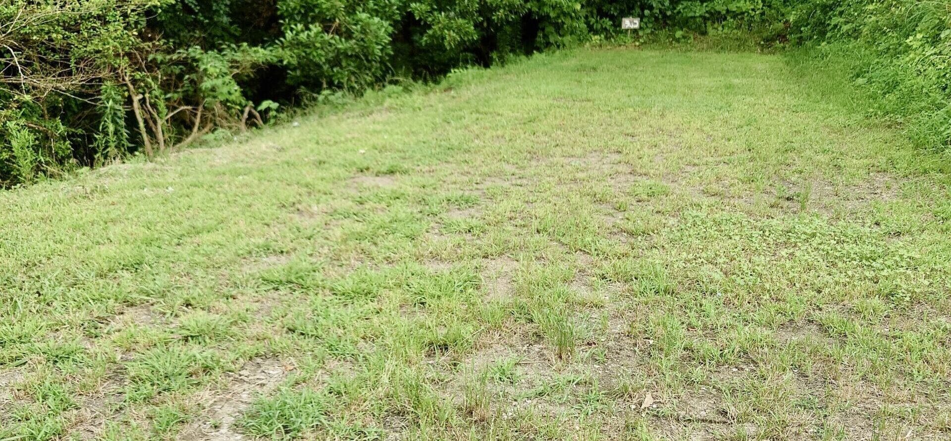 ラッコ